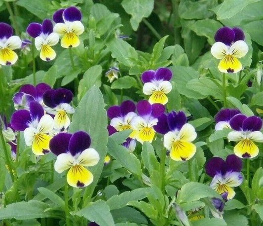 Johnny Jump Up Seeds 500+ Helen Mount Viola Tricolor Flower Garden Seeds
