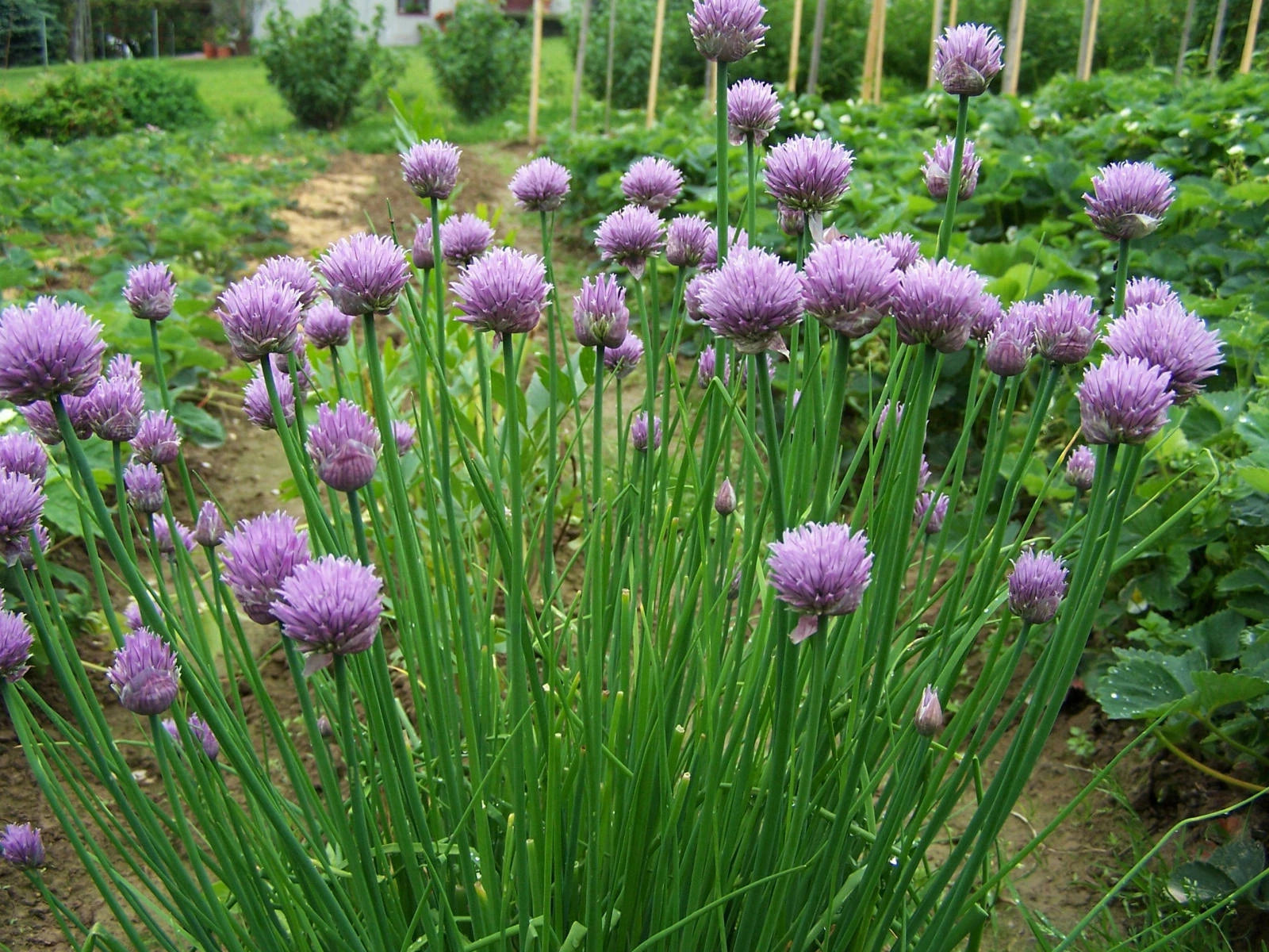Chives Seeds - 500 Count - Common Chives - Allium schoenoprasum - Herb Garden Starter