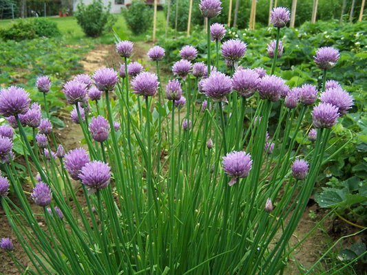 Chives Seeds - 500 Count - Common Chives - Allium schoenoprasum - Herb Garden Starter