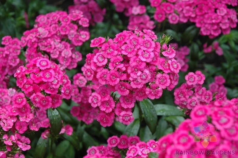 Jolt Pink Swirl Carnation Seeds - 200+ Seeds for Garden Planting - Dianthus caryophyllus - USA