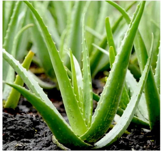Aloe Vera Plant | 1 Medicinal Air Purifier | Drought Tolerant Succulent | Easy Care | Aloe barbadensis miller