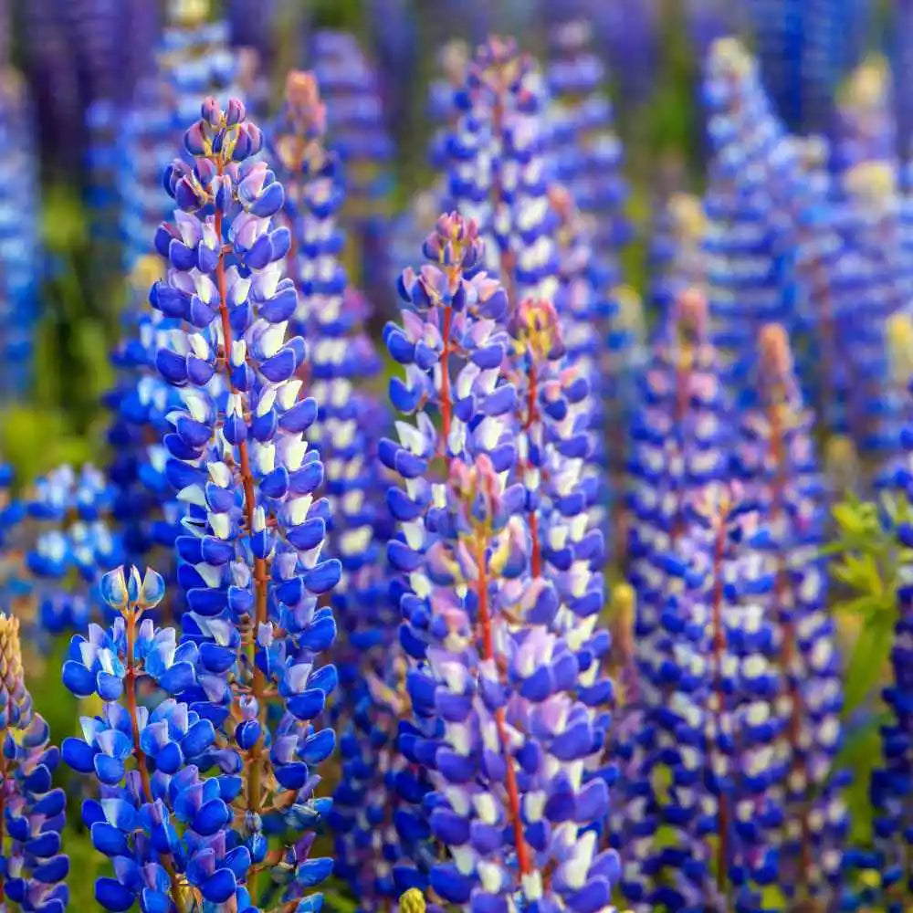 Lupine Seeds - 50 Heirloom Non-GMO Wild Perennial Hummingbird & Bee Favorite (Lupinus spp.)