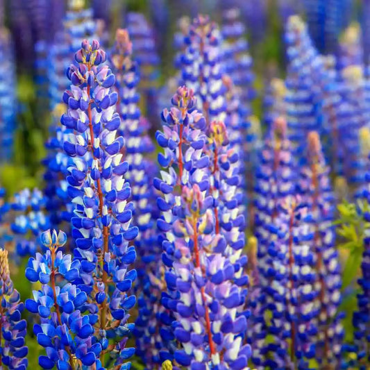 Lupine Seeds - 50 Heirloom Non-GMO Wild Perennial Hummingbird & Bee Favorite (Lupinus spp.)