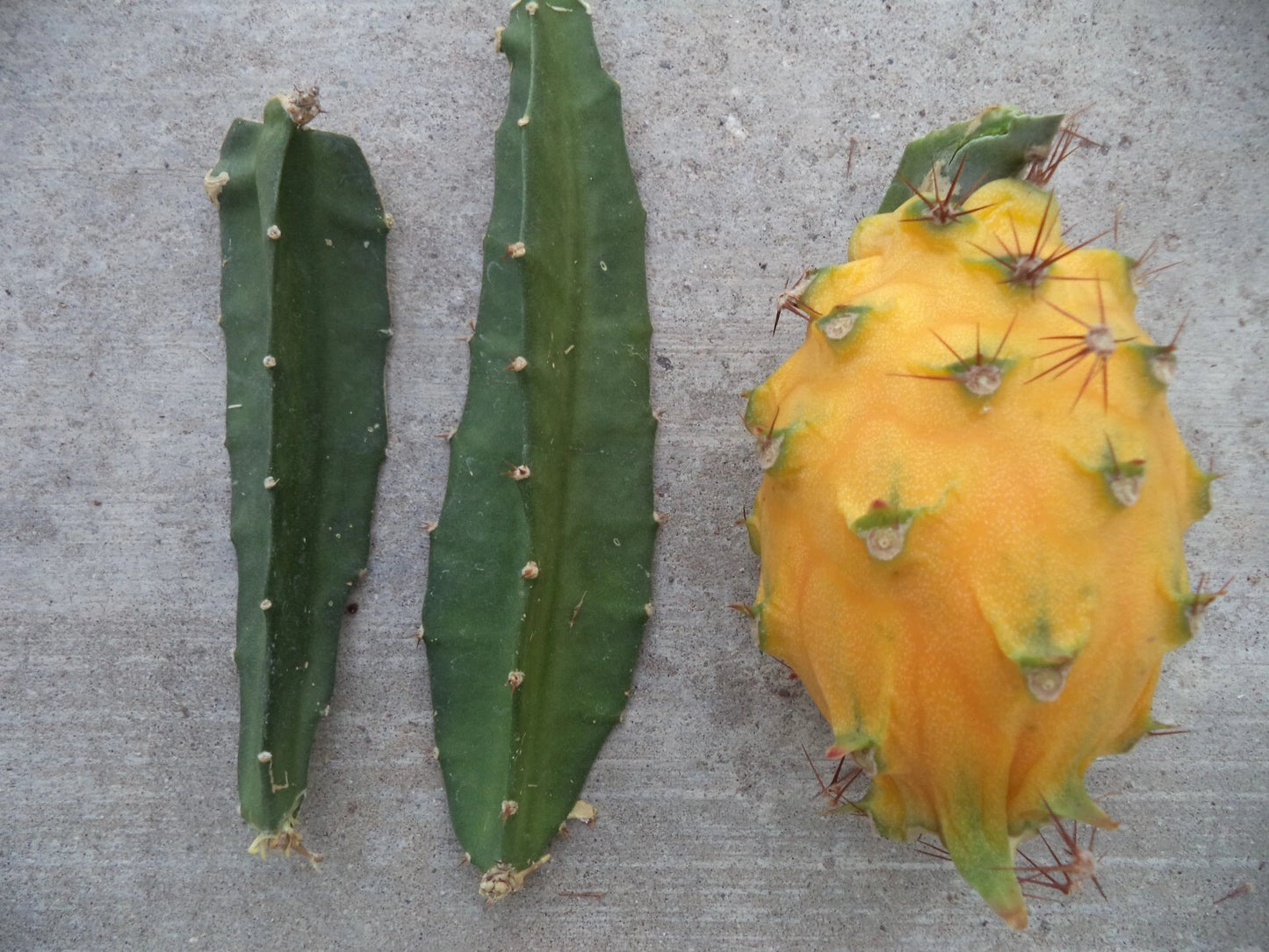 Yellow Dragon Fruit Cutting 3"-4" Palora Variety Fresh Plant (Hylocereus undatus)