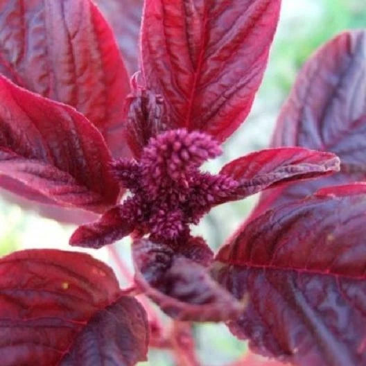 Amaranth Microgreens Seeds - Red Garnet Variety - Non-GMO Edible 1000 Seeds - Amaranthus cruentus