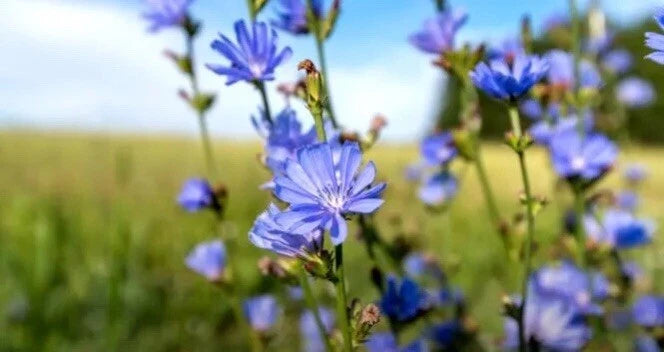 Chicory Seeds - Italian Dandelion, NON-GMO, Deer Plot, Coffee Weed - Cichorium intybus