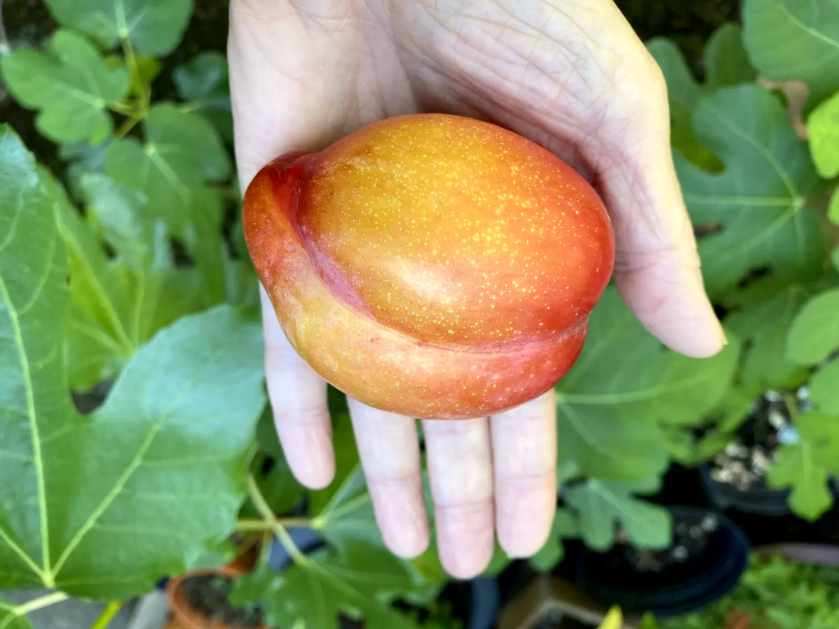 European Plum Cuttings - Large Fruit Variety - Edible Landscaping - Prunus domestica