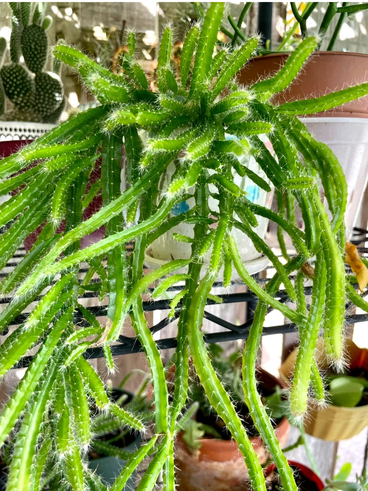 Dog Tail Cactus Succulent in 4" Pot - Selenicereus anthonyanus - Unique Hanging Plant for Home Decor