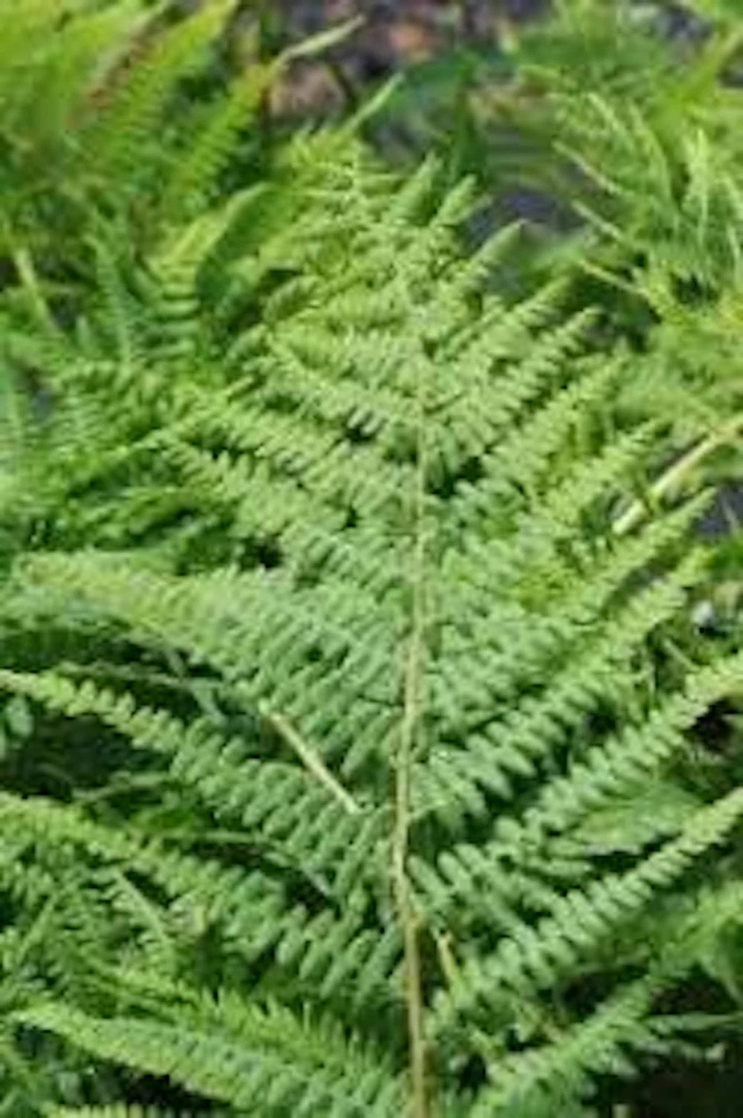 Lady Fern Roots - 3 Bare Root Plants - Athyrium Filix-Femina - Hardy Perennial Fern for Gardens