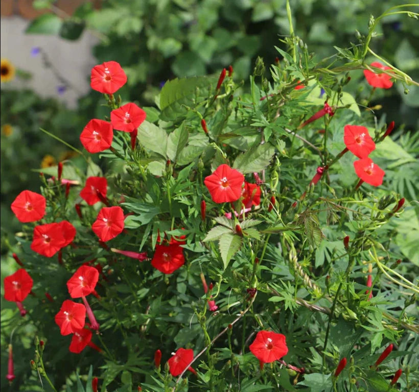 Cardinal Climber Morning Glory Seeds, Red Blooms, Vine, Pollinator Attractor, Ipomoea quamoclit, 50 Seeds