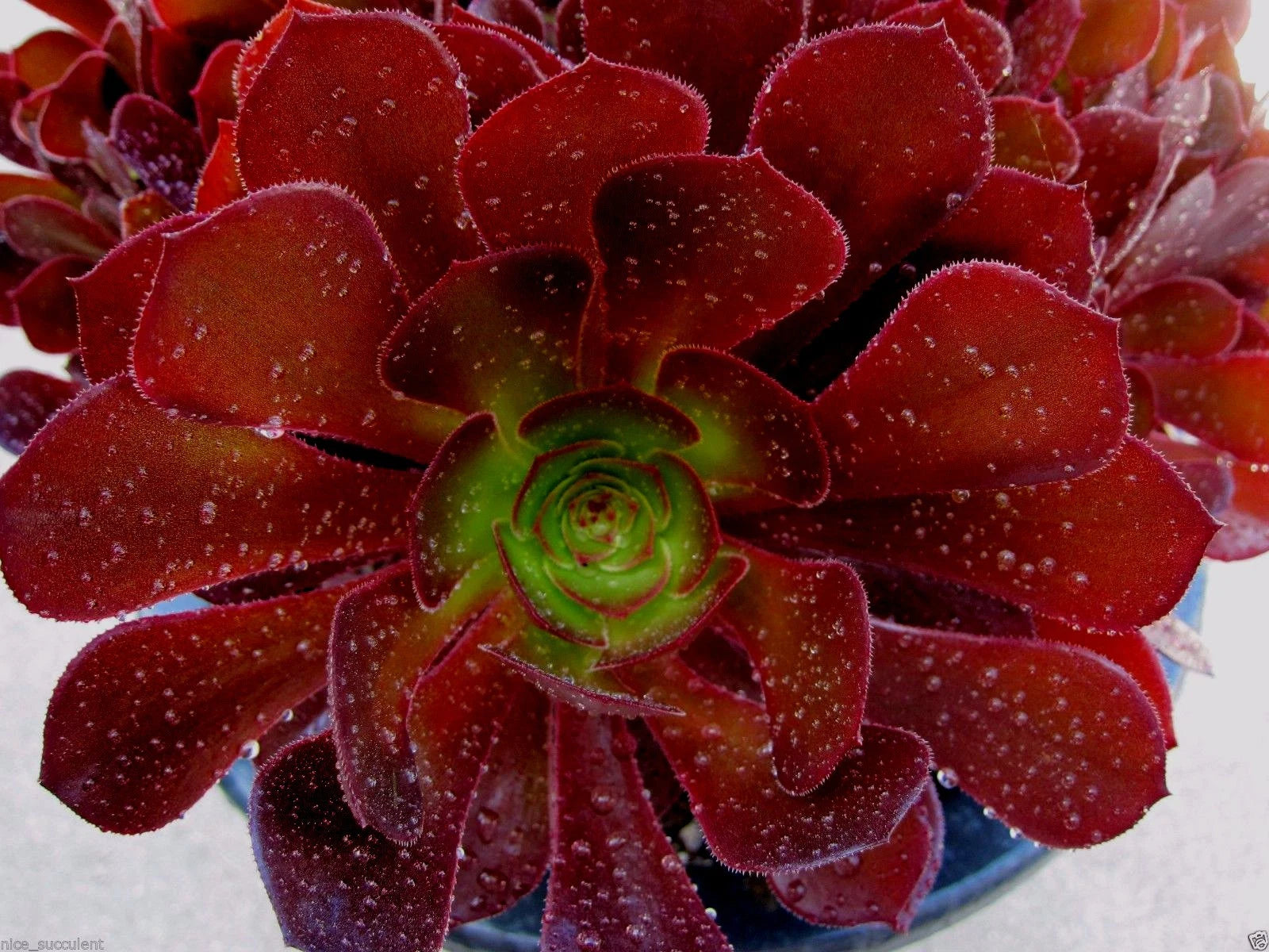 Aeonium Kokino Hybrid Succulent Cuttings - 2 Fresh & Healthy Cuttings, Rare Variety