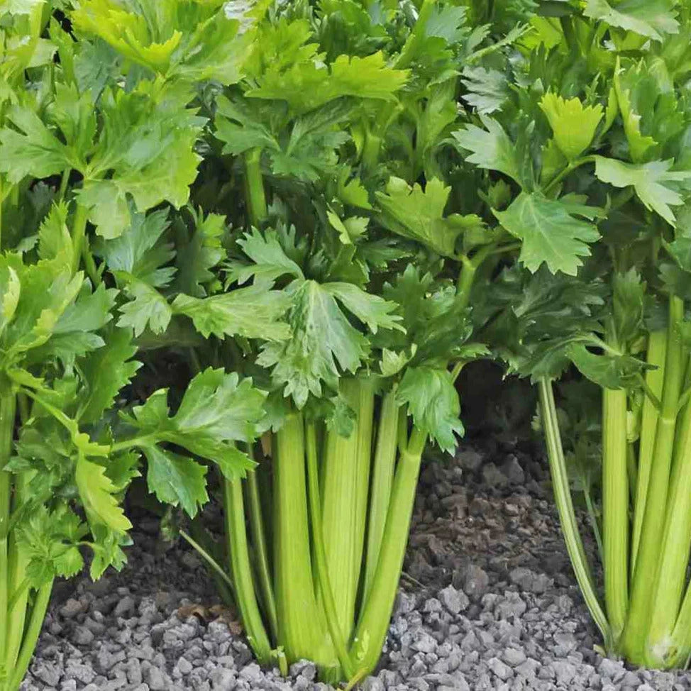Improved Celery Seeds - Tall Utah 52-70R - Apium Graveolens - Heirloom Vegetable Seeds for 2025 Planting