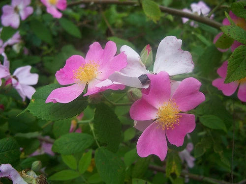 20 Seeds - Wild Pink Prairie Rose - Rosa arkansana GroCo - Buy 15 Ships Free