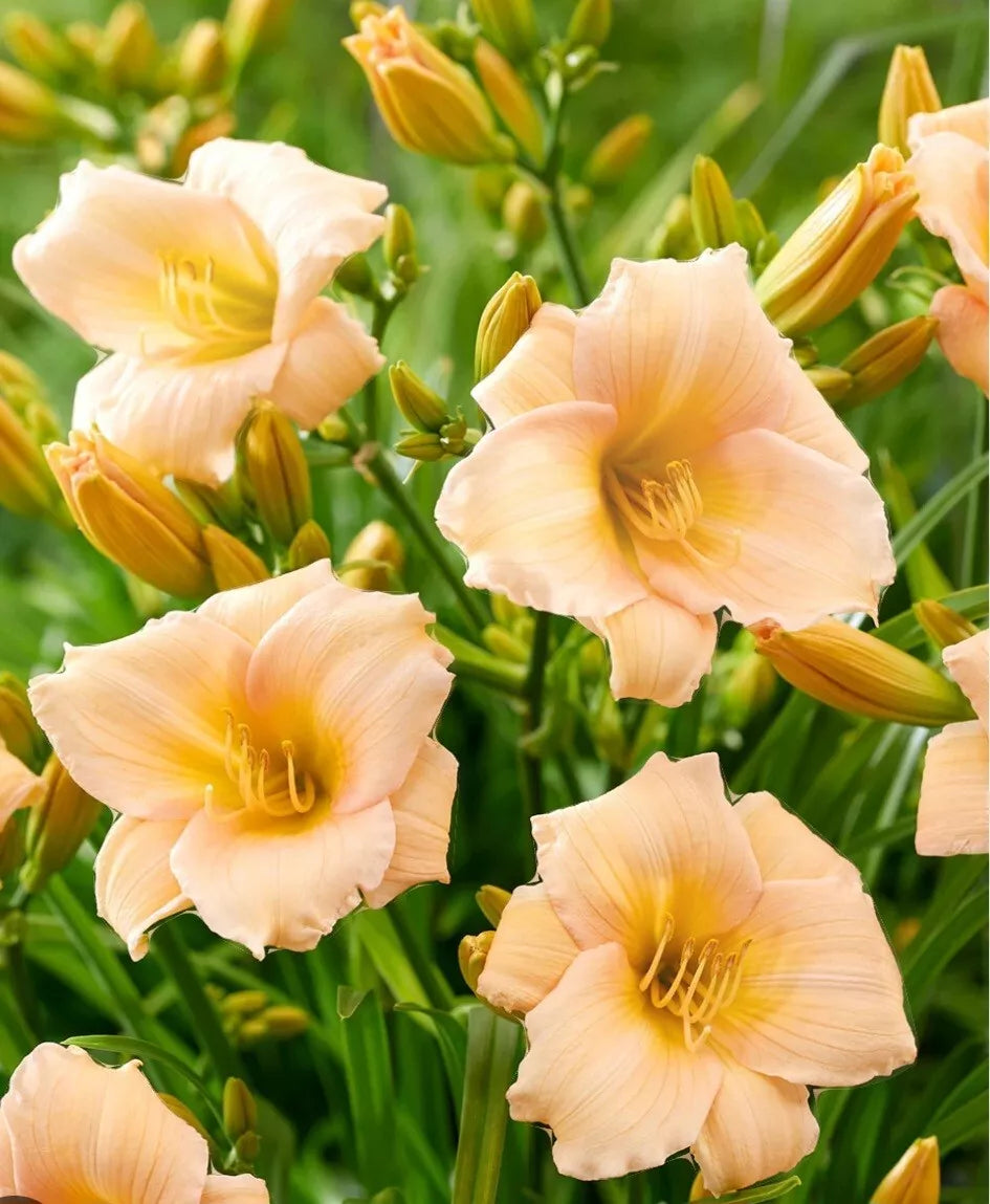 Mini Pearl Daylily Plant - Bare Root - Vibrant Golden Beige Blooms - Hemerocallis hybrida - Garden Perennial (1 Plant)