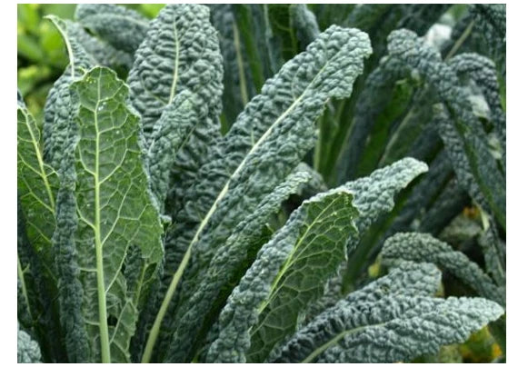 Lacinato Kale Seeds - Dinosaur Kale - Black Tuscany - Nero di Toscana - Forage Variety - Heirloom Seeds
