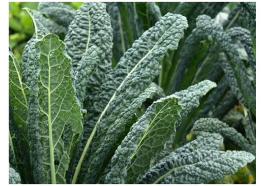 Lacinato Kale Seeds - Dinosaur Kale - Black Tuscany - Nero di Toscana - Forage Variety - Heirloom Seeds