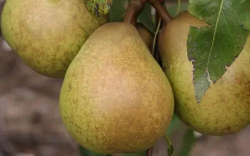 Josephine de Malines Pear Seeds - 25+ Premium Seeds for Garden Planting - Pyrus communis - USA