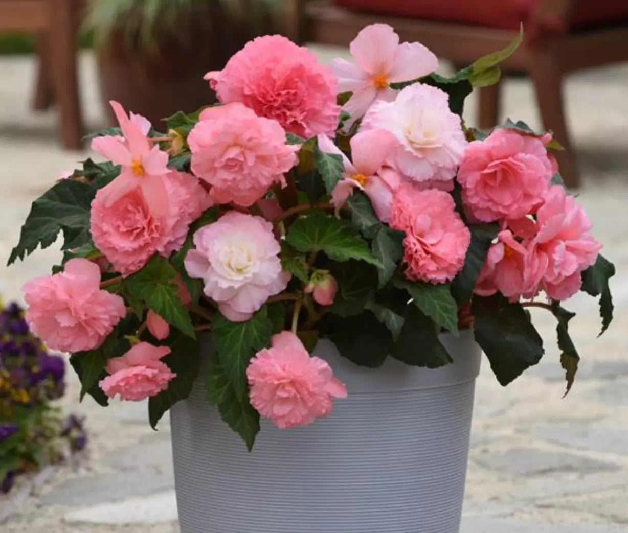 Begonia Plugs 4-Pack "AmeriHybrid Ruffled Pink" Tuberous Begonia (Begonia tuberhybrida) Live Baby Plants for Garden