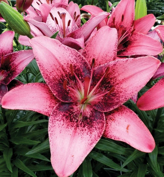 Asiatic Lily Bulb - Large Pink Purple Blooms - Lilium 'Purple Dream' - Deer Resistant, Cut Flowers, Zones 3-8