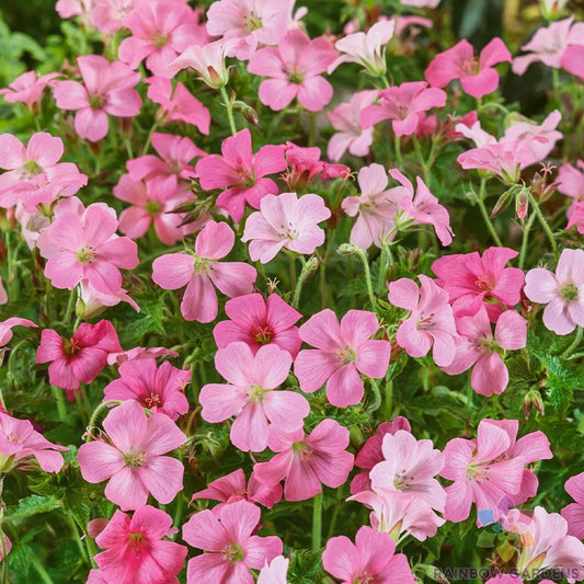 25+ Rose Clair Geranium Seeds for Garden Planting - Pelargonium × hortorum - USA