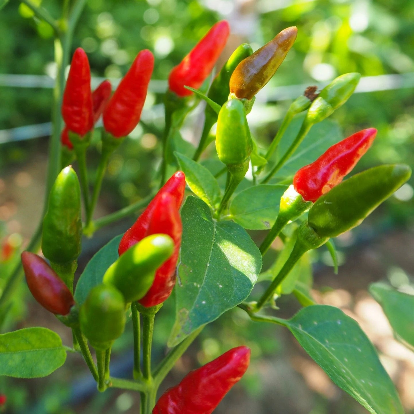 Birdseye Chili Pepper Seeds - 50+ Hot Seeds for Spicy Garden | Capsicum frutescens