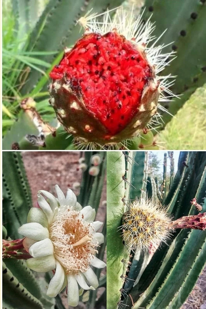 Mexican Pitaya Cactus Seeds - 20+ Rare Seeds (Stenocereus thurberi) - Organ Pipe Cactus - Unique Desert Plant