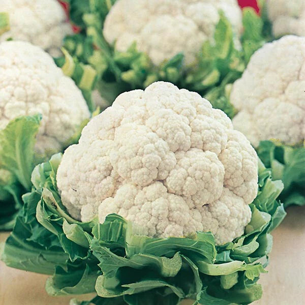 Cauliflower Seeds - Snowball Self Blanching Variety - Brassica oleracea