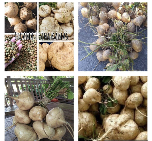 Jicama Seeds - 50+ Seeds - Pachyrhizus erosus - Mexican Yam Bean/Turnip