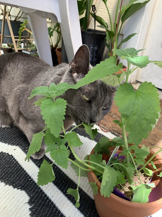 Catnip Seeds - 100 Non-GMO Organic CATMINT Herb - Medicinal Catswort - Nepeta cataria