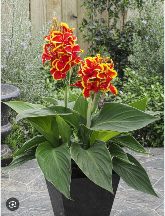 Canna Lily Small Rooted Starter Plant, Red Golden Flame, Tropical Perennial, Canna indica