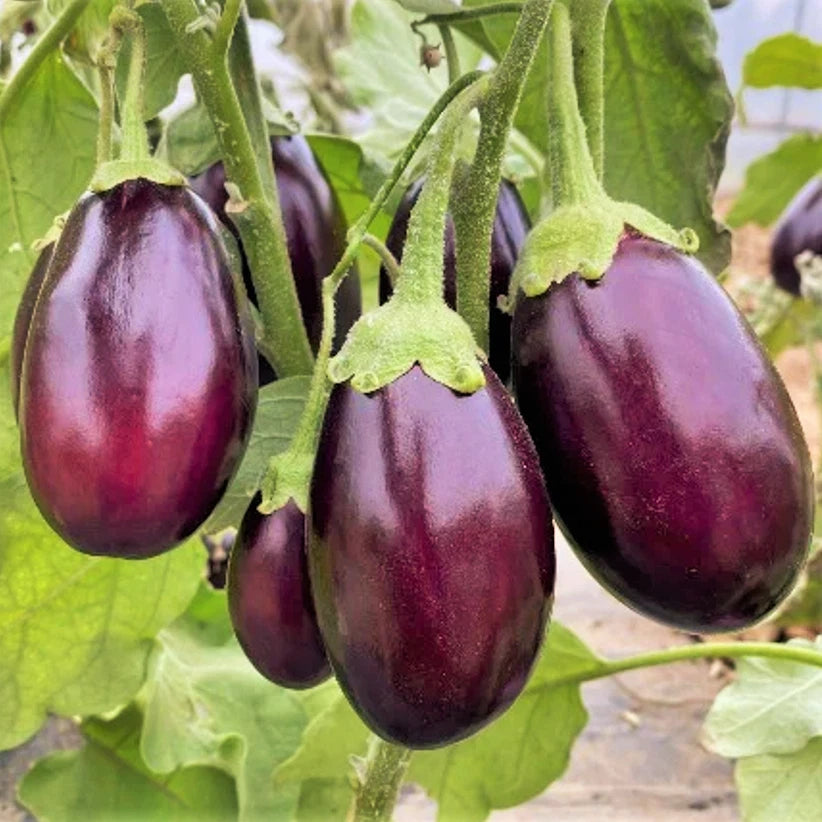Indian Eggplant Seeds | Baby Mini Brinjal Aubergine | Asian Vegetable Seeds | Solanum melongena 2025