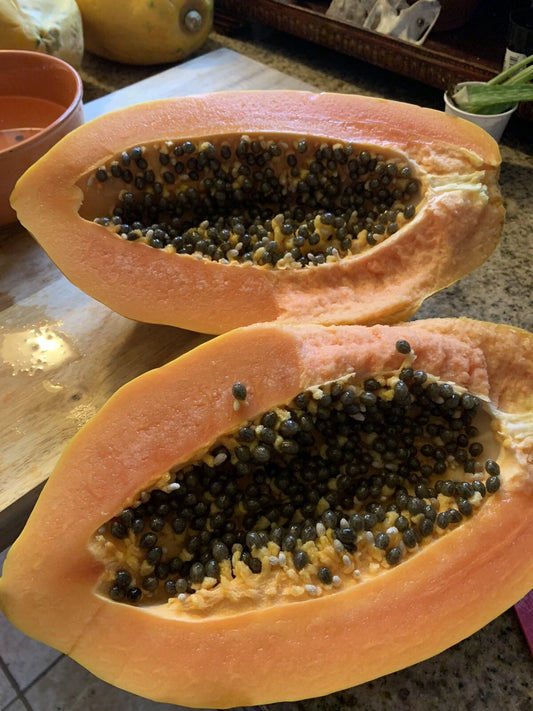 Maradol Papaya Seeds - 25 Sweet Edible Tropical Fruit Seeds (Carica papaya) - Easy Fast Grow Gardening Supplies