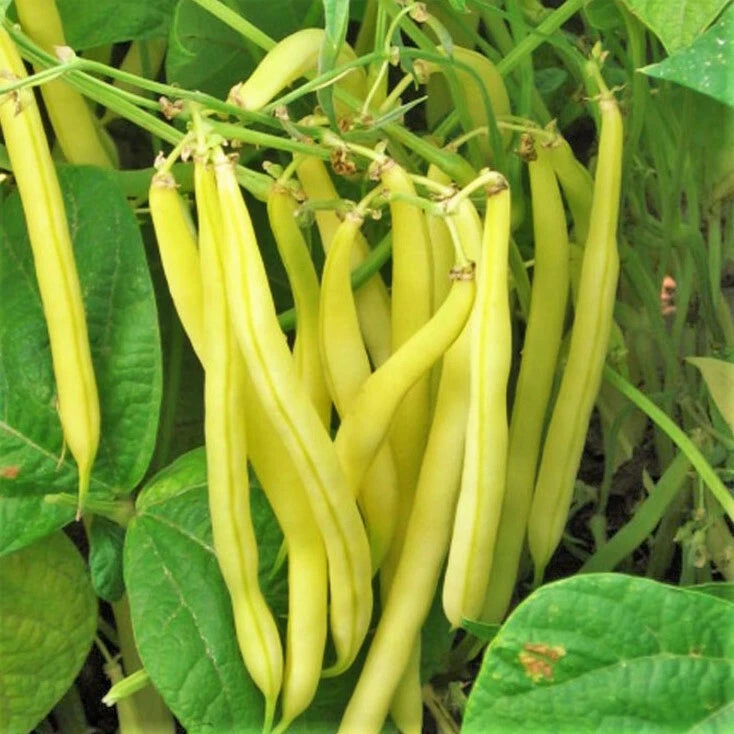 Kentucky Wonder Yellow Wax Bean Seeds | Pole Beans Butter Golden | 2025 Planting Seeds for Garden