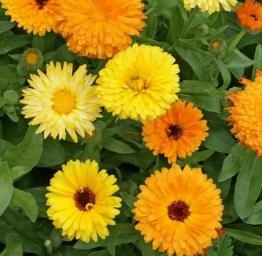 Calendula Flower Seeds 100+ Pacific Beauty Mix Annual Orange - Calendula officinalis