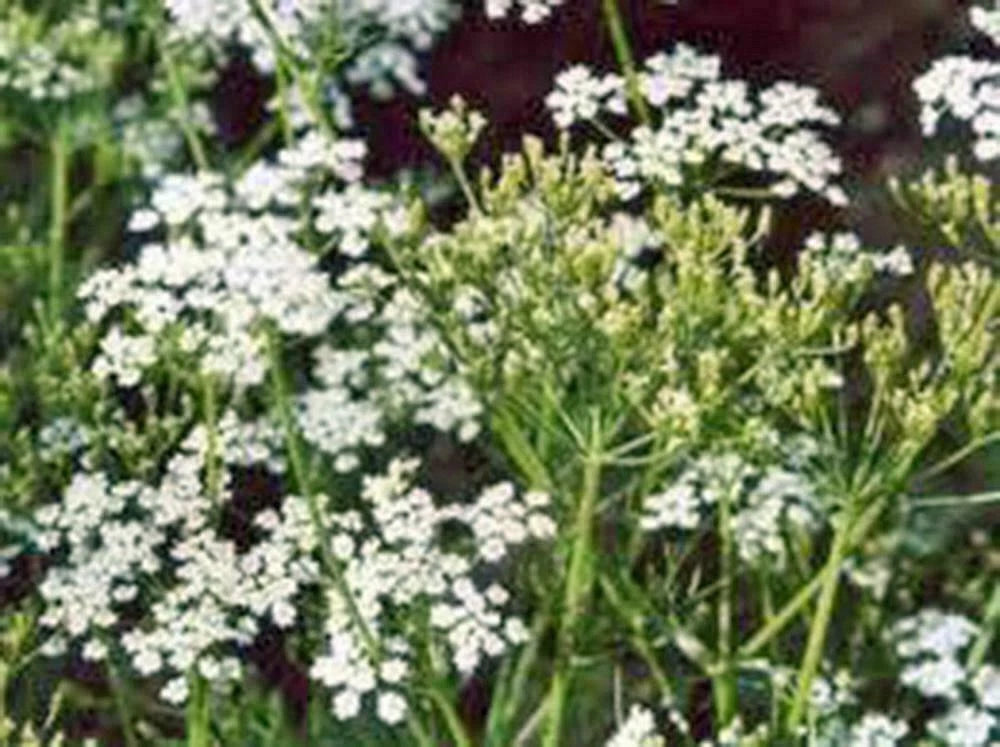 Caraway Herb Seeds - 50+ Seeds for Planting, Culinary Use, and Roots - Carum carvi