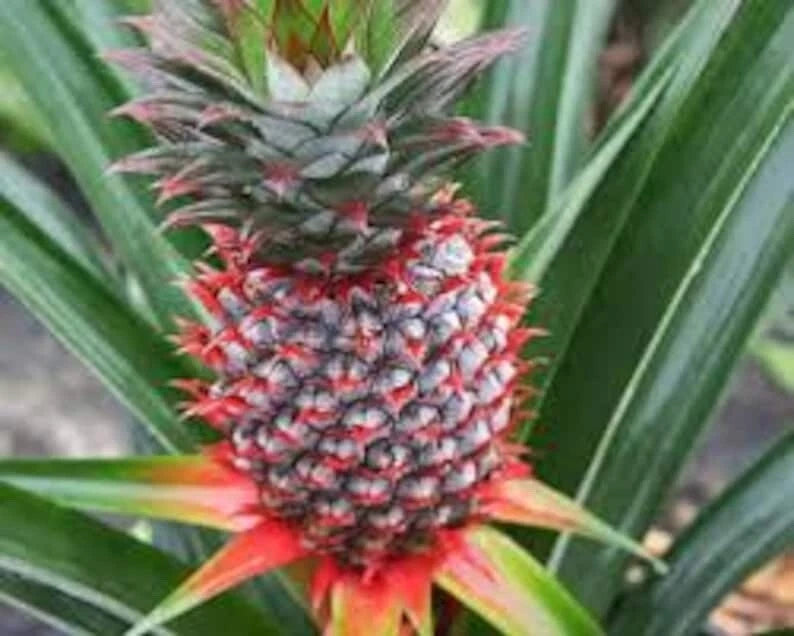 container pineapple plant Florida Special Pineapple Plant - 5 Live Starter Plants