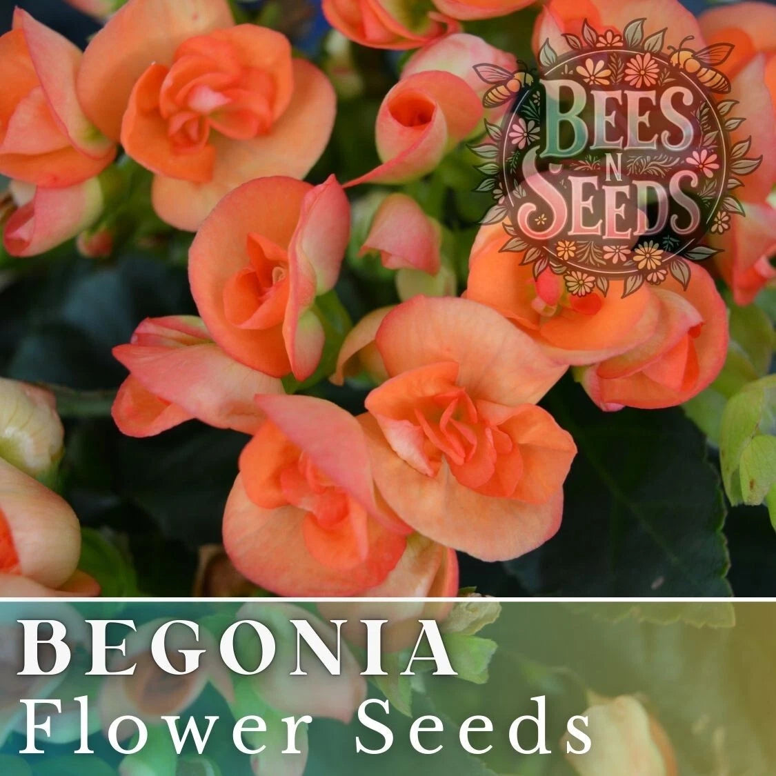 Begonia Seeds - Juicy Tart - 45 or 125 Non-GMO Flower Seeds - Ideal for Gardens and Containers - Begonia x tuberhybrida