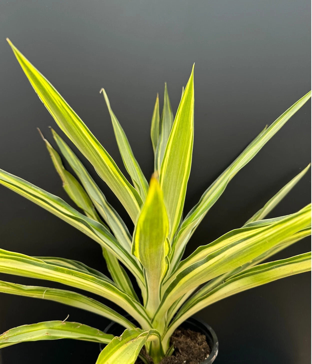Yucca Plant 1 Gallon Variegated Hybrid 'Solaris' Succulent (Yucca cv. 'Solaris') Rooted Rare Houseplant