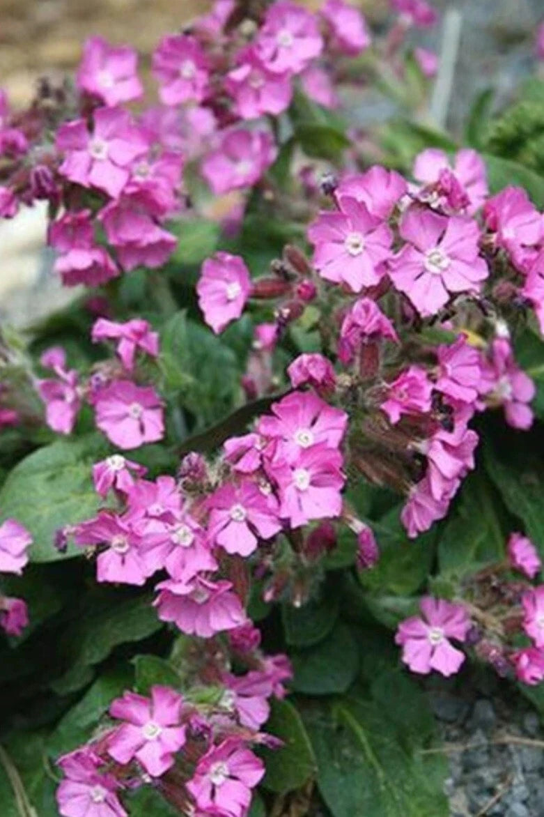 Rolly's Favorite Catchfly Plant - Bare Root, Pink Flowers, Perennial - Silene caroliniana - Outdoor Garden Addition, Easy to Grow