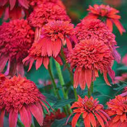 50 Echinacea Coneflower Seeds - Mandarin Double Scoop Perennial Flowers - Vibrant Garden Seeds
