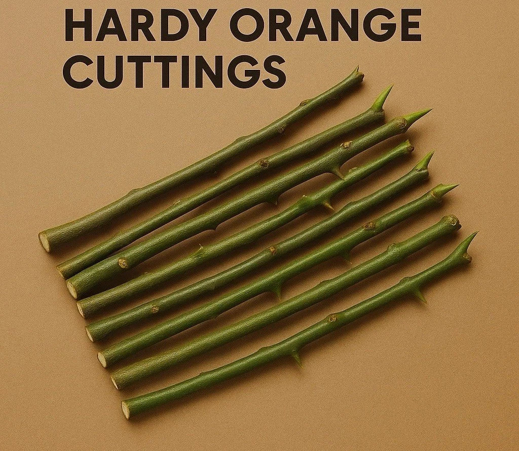 10x Fresh Trifoliate Hardy Orange Cuttings - Rare Cold-Hardy Citrus - Poncirus trifoliata