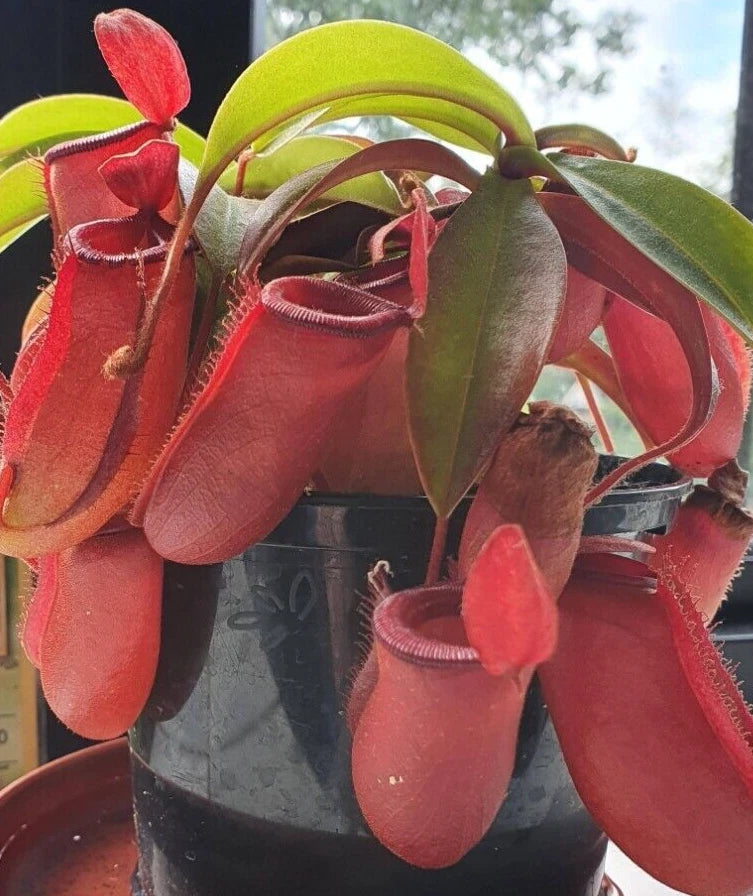 Nepenthes Lady Luck Pitcher Plant 2.5