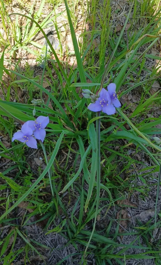 Live Widow's Tears Plants 5-Pack, Blue-Purple Blooms, Commelina spp., Native Southern Beauty, Shade-Loving, Rare Garden Flower