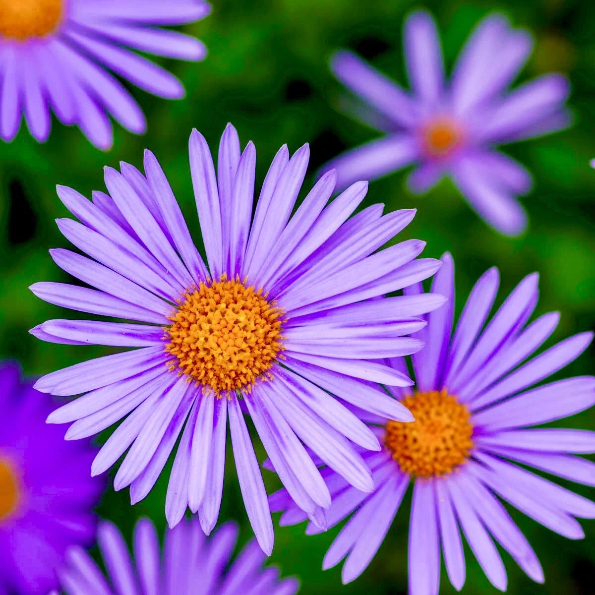 Aster New England Plants - 100+ Perennial Fall Wildflowers - Free Shipping - Aster novae-angliae