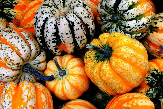 Carnival Acorn Squash Seeds | Colorful Fall Squash | Cucurbita pepo | Heirloom Seeds for Planting