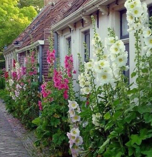 Hollyhock Flower Seeds Mix - 60+ Heirloom Seeds - Colorful Indian Spring Varieties - Alcea rosea