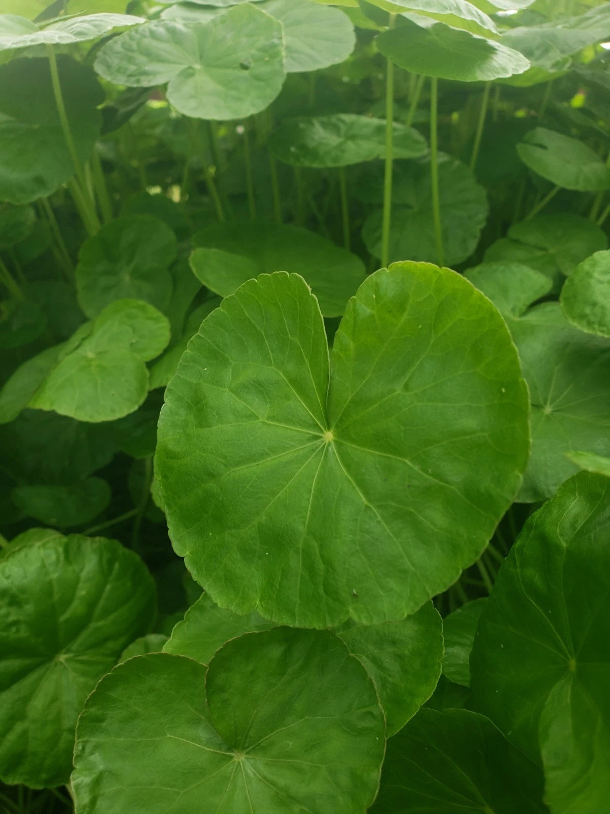 Bare Root Gotu Kola Plants - Centella Asiatica - Rau Ma - 15 Pack - Health Benefits