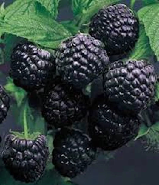 Cumberland Black Raspberry Plant 1-2 Year Old Rubus occidentalis Hardy Fruit Plant, Disease-Resistant, Sweet-Tart Flavor