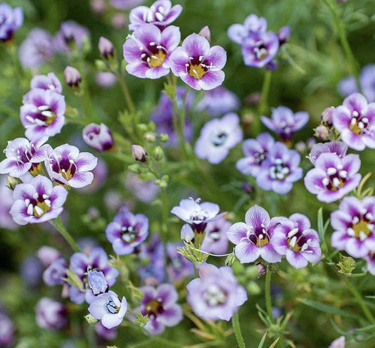 Bird's Eyes Seeds - 1000 Seeds - Gilia Tricolor - USA Seller, Free Shipping