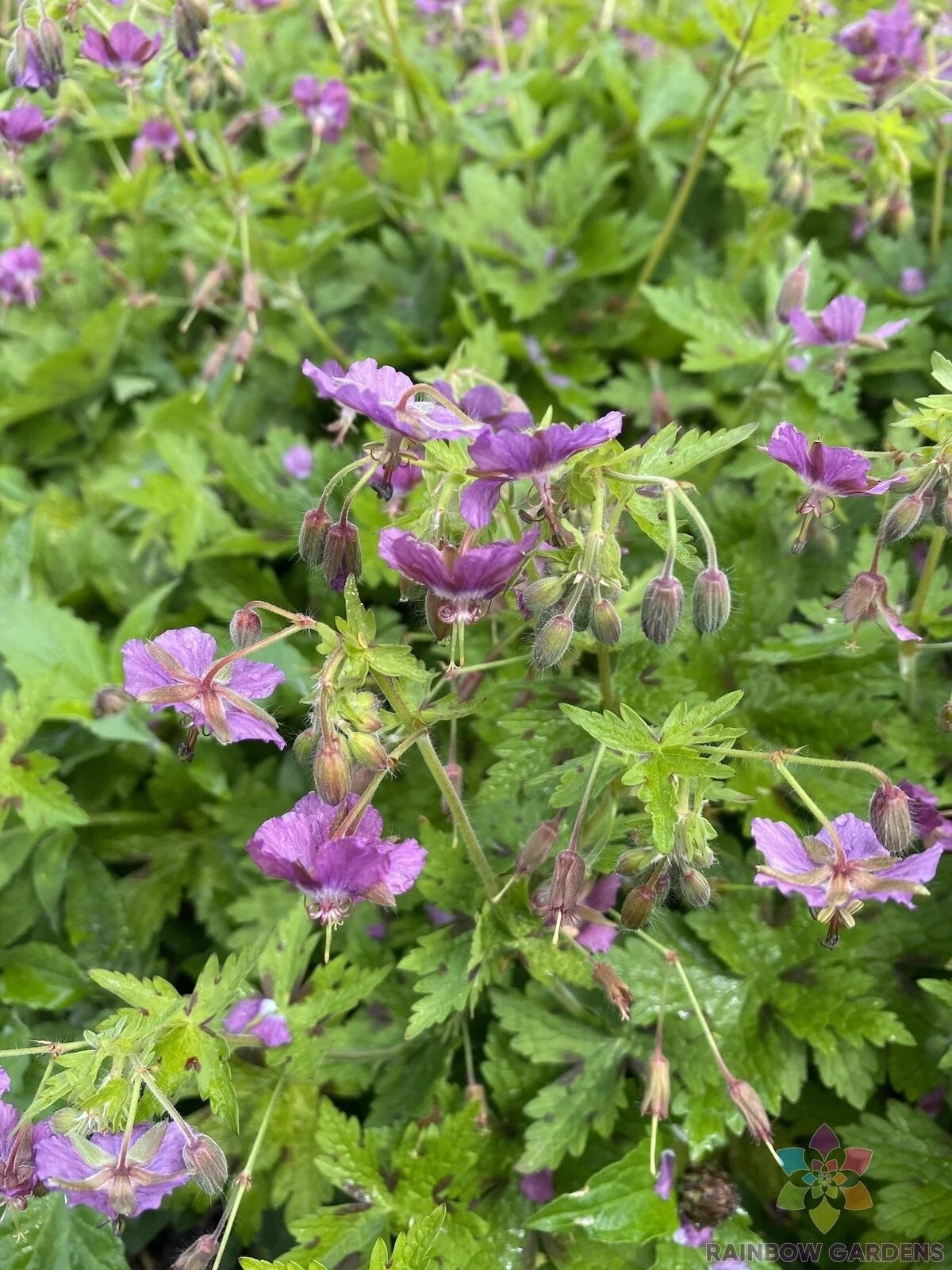 25+ Claudine Dupont Geranium Seeds for Garden Planting - Pelargonium 'Claudine Dupont' - USA - Free Shipping